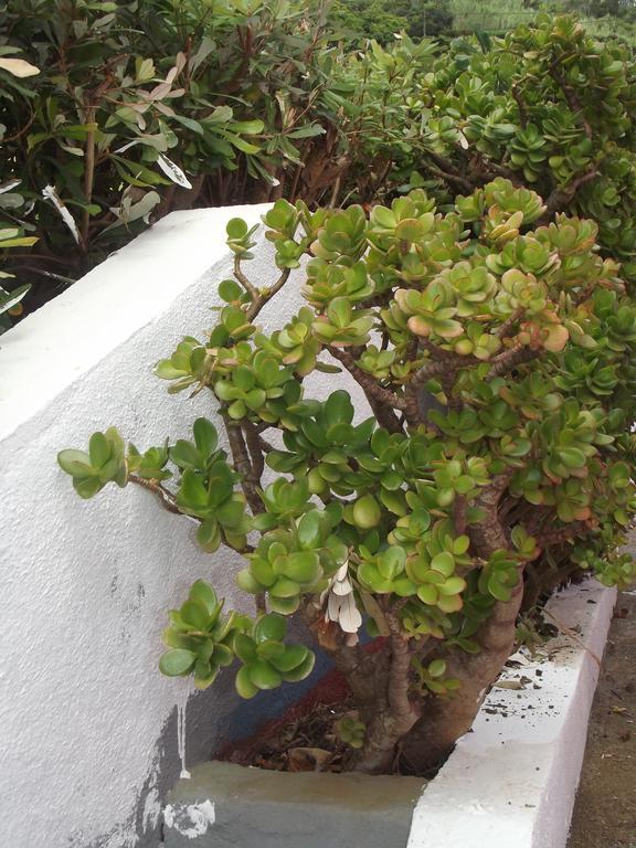 Casa De Ponta Guest House Topo ภายนอก รูปภาพ